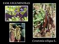 St John's-bread or locust bean